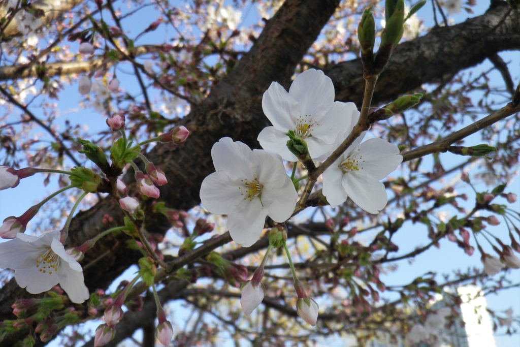 豊洲まちなみ公園　桜